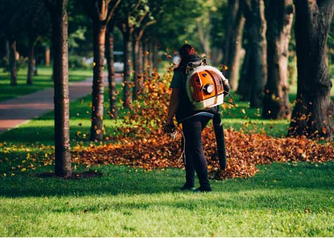 Tree Services